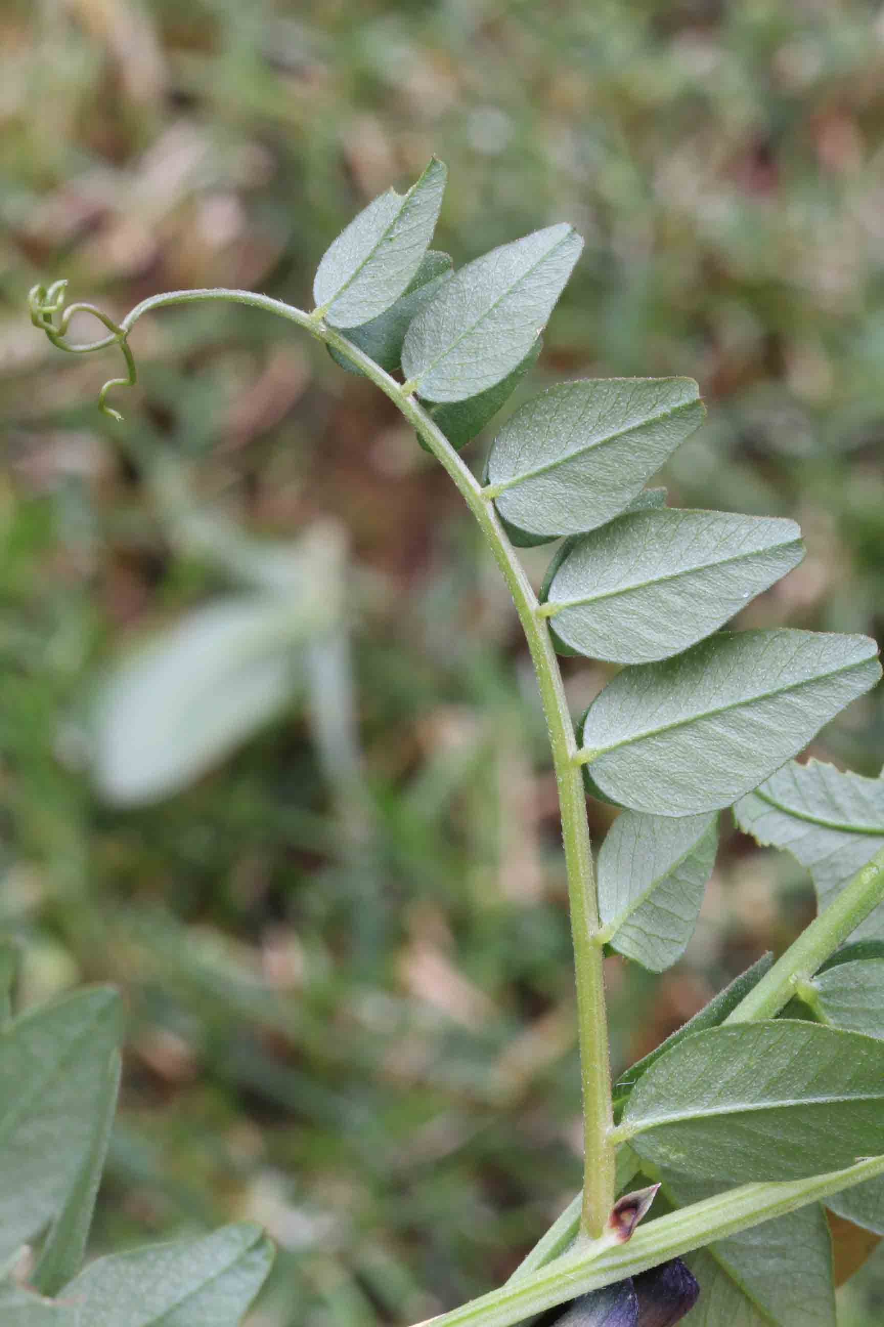 Vicia sepium / Veccia silvana